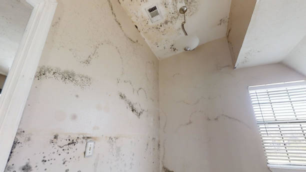 Best Mold Remediation for Healthcare Facilities  in Chesnut Hill, PA